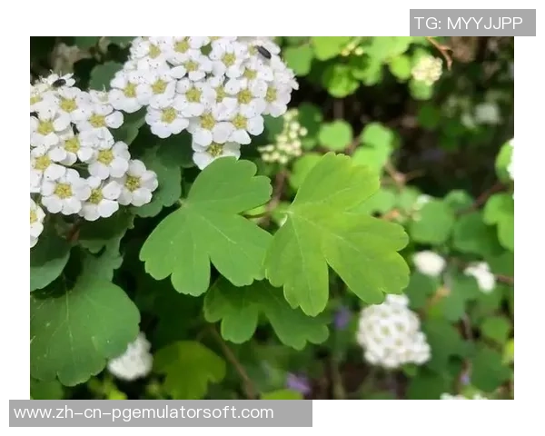 pg赏金船长试玩在线-PG赏金船长在线试玩体验分享-pg赏金船长试玩在线